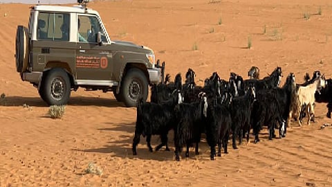 ضبط 95 مخالفة