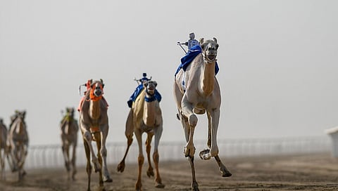 مهرجان ولي العهد للهجن
