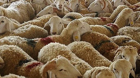 وآداب ذبح الأضحية في عيد الأضحى 2022