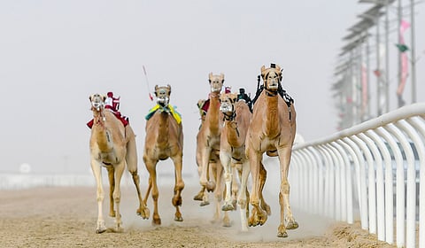 مهرجان ولي العهد للهجن