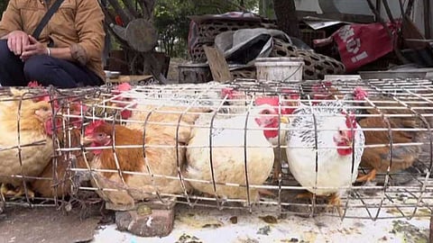 إنفلونزا الطيور