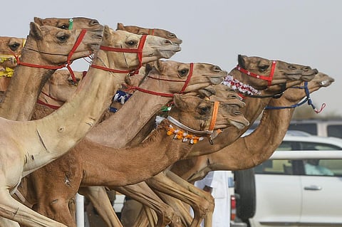 مهرجان ولي العهد للهجن