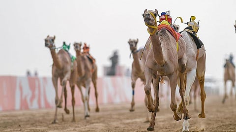 مهرجان ولي العهد للهجن