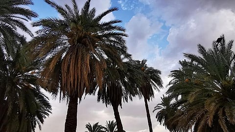 مزارع النخيل بنجران