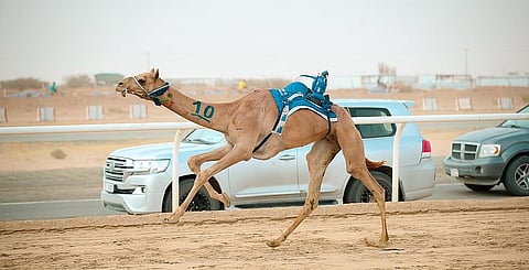 «مناور» الأسرع في الأشواط المسائية بمهرجان ولي العهد للهجن 2022