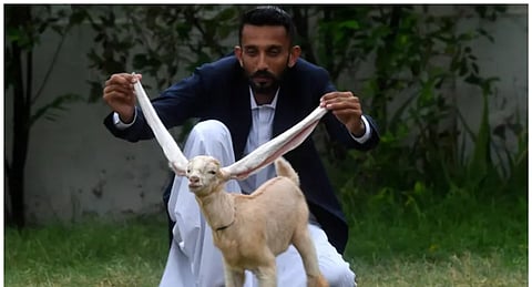 الماعز سيمبا