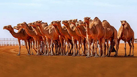 فرنسا تستضيف المهرجان الدولي الثاني للجمال والإبل