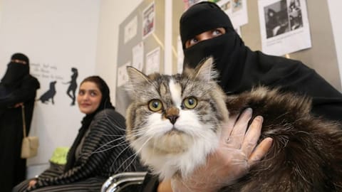 فندق للقطط