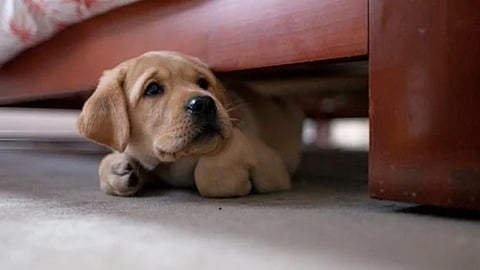 تربية الكلاب داخل المنازل