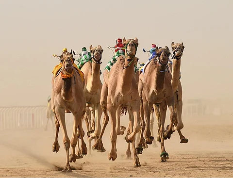 تنفيذ حملات إرشادية بيطرية في مهرجان ولي العهد للهجن 2022