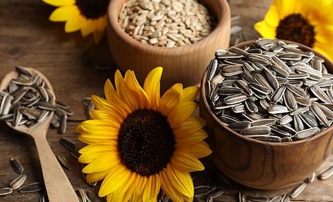 خطورة بذور عباد الشمس على الصحة