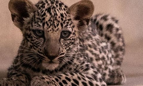 ولادة أنثيين من النمر العربي