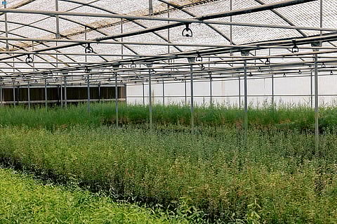 توقيع 8 عقود لإنتاج 19 مليون شتلة في عدد من مناطق المملكة