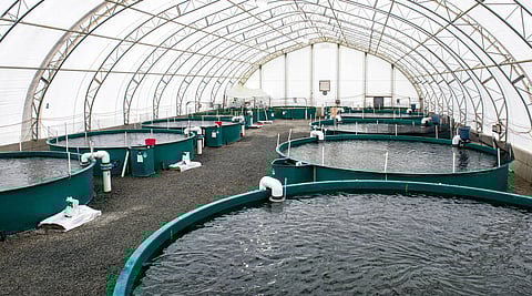 الاستزراع السمكي