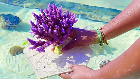 زراعة الشعاب المرجانية