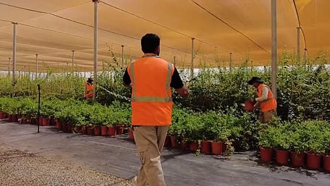 أحد المشاتل - أرشيفيىة