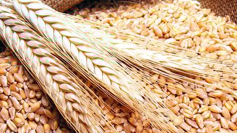 قمح - أرشيفية