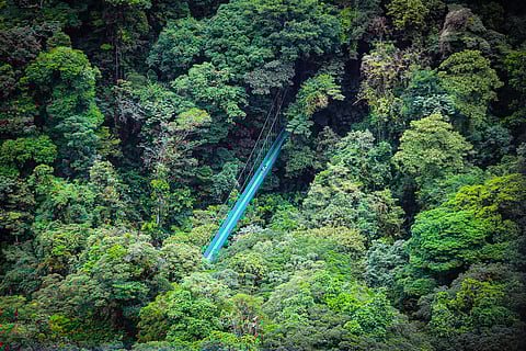 جانب من الغابات السحابية