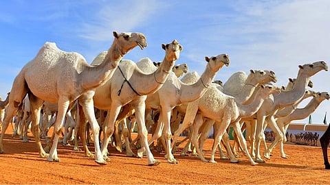 مهرجان الإبل