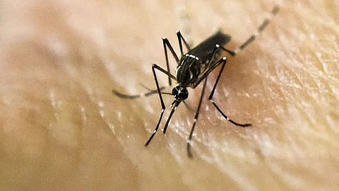 لدغات البعوض