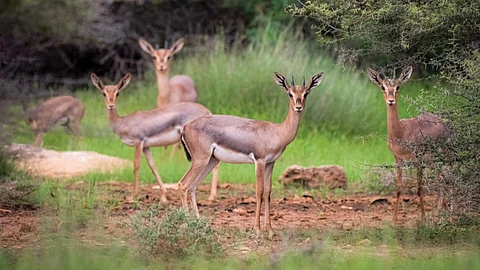 محمية جزر فرسان