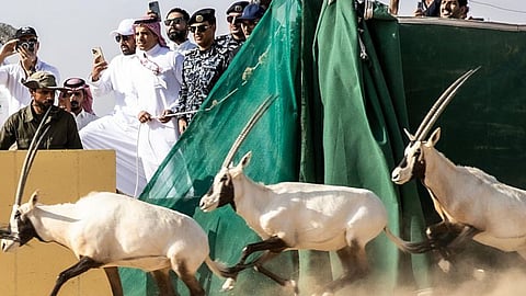 المها العربي