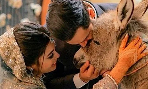 شاهد.. عريس باكستاني يقدم «حمارًا» هدية لزوجته في ليلة الزفاف