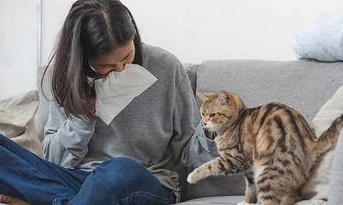 استشارية أمراض جلدية تكشف أسباب حساسية القطط وطرق الوقاية