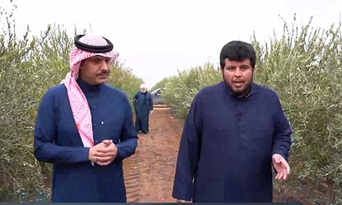 مزرعة المليون شجرة