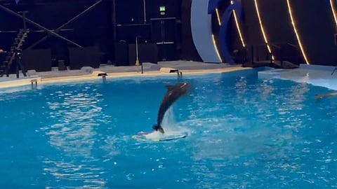 عروض الدلافين في دولفيناريوم