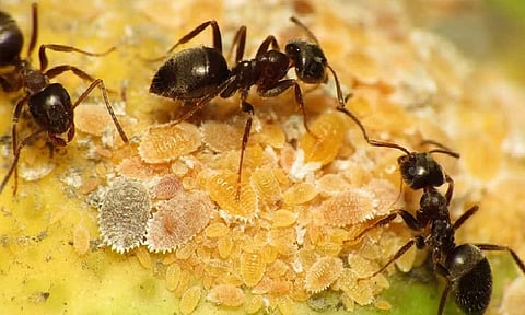 دراسة علمية تثبت إمكانية استخدام النمل في اكتشاف الإصابة بالسرطان