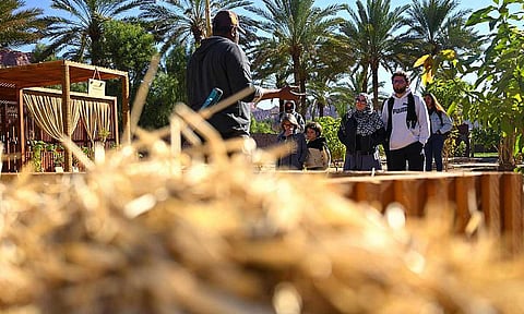 تحتضن 2.3 مليون شجرة نخيل.. تجربة مثرية للزوار في المَزَارِع الصديقة للبيئة بالعلا