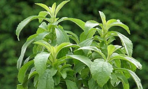 نبتة "الإستيفيا"