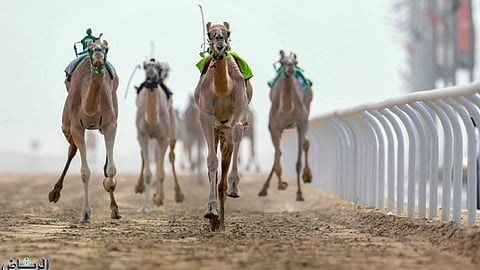 سباقات الهجن - أرشيفية