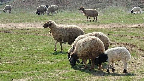 الرعي الجائر بالمراعي الطبيعية