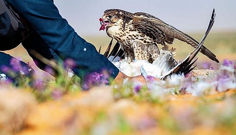 الصيد بالصقور