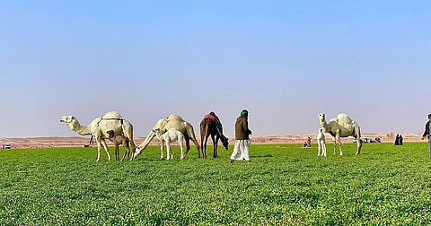 موقع الجمل.. 21 نحتًا مجسمًا تشكل لوحات جمالية بالجوف