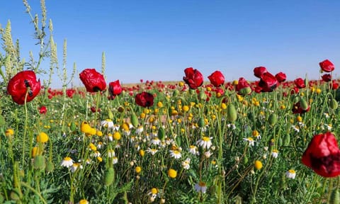 مشاهد استثنائية خلابة.. الحدود الشمالية تكتسي بألوان الأزهار وتجذب المتنزهين