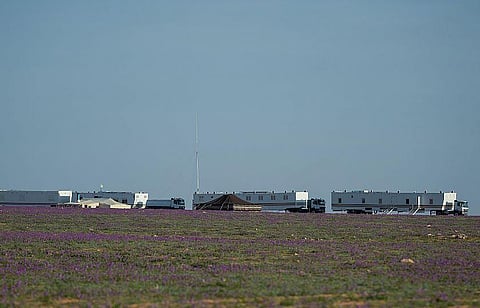 نبانات الخزامي