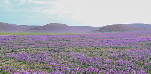 غدًا.. انطلاق موسم ربيع محمية الملك سلمان بن عبد العزيز الملكية في الحرة والطبيق