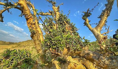 شجرة البشام