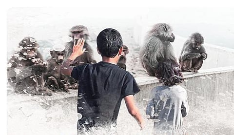 قرود البابون