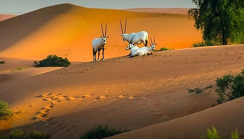 إطلاق حيوانات بالمحميات الطبيعية