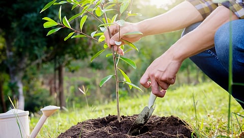 زراعة الأشجار