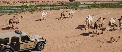 مخالفات رعي