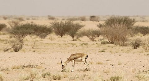 7 نصائح للتنزه في البرية