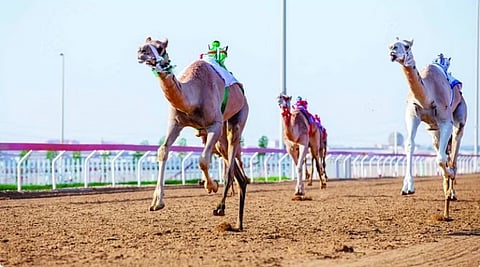 سباقات الهجن