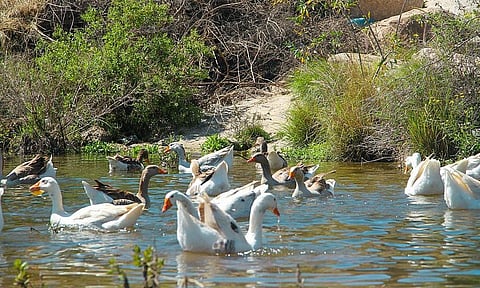 بحيرة ترعة ثقيف جنوب الطائف