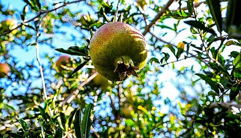 مدينة الرمان بمحافظة بيدة