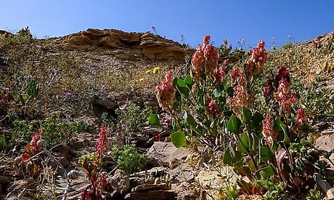 بواكير بداية الربيع